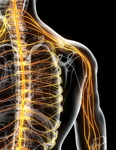 Neuropatía Hereditaria como la Enfermedad de Charcot-Marie-Tooth