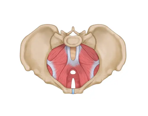 Neuropatía Postraumática del Suelo Pélvico: Causas, Síntomas y Tratamientos