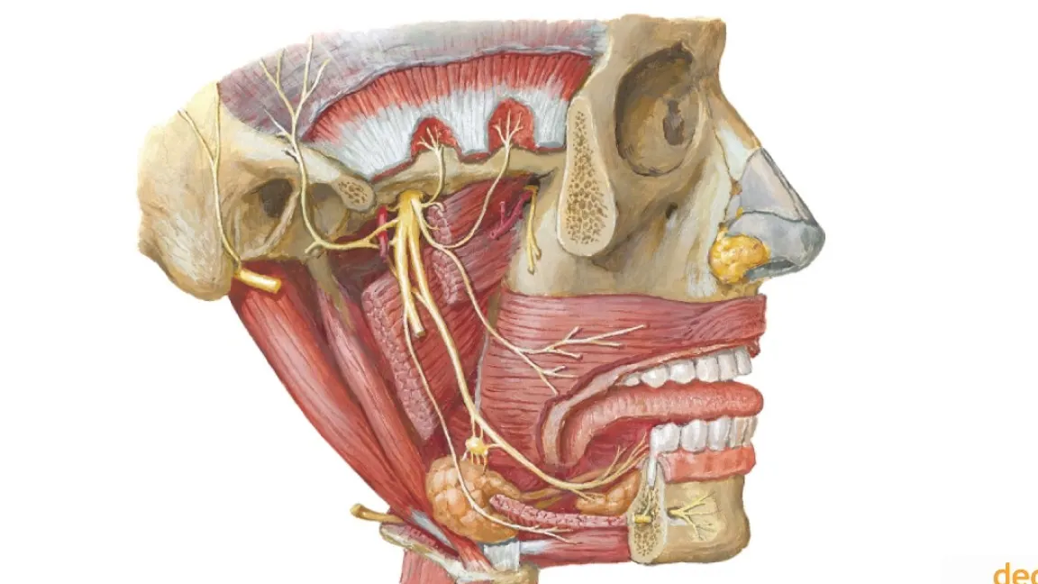 Introducción a la Neuralgia del Nervio Maxilar