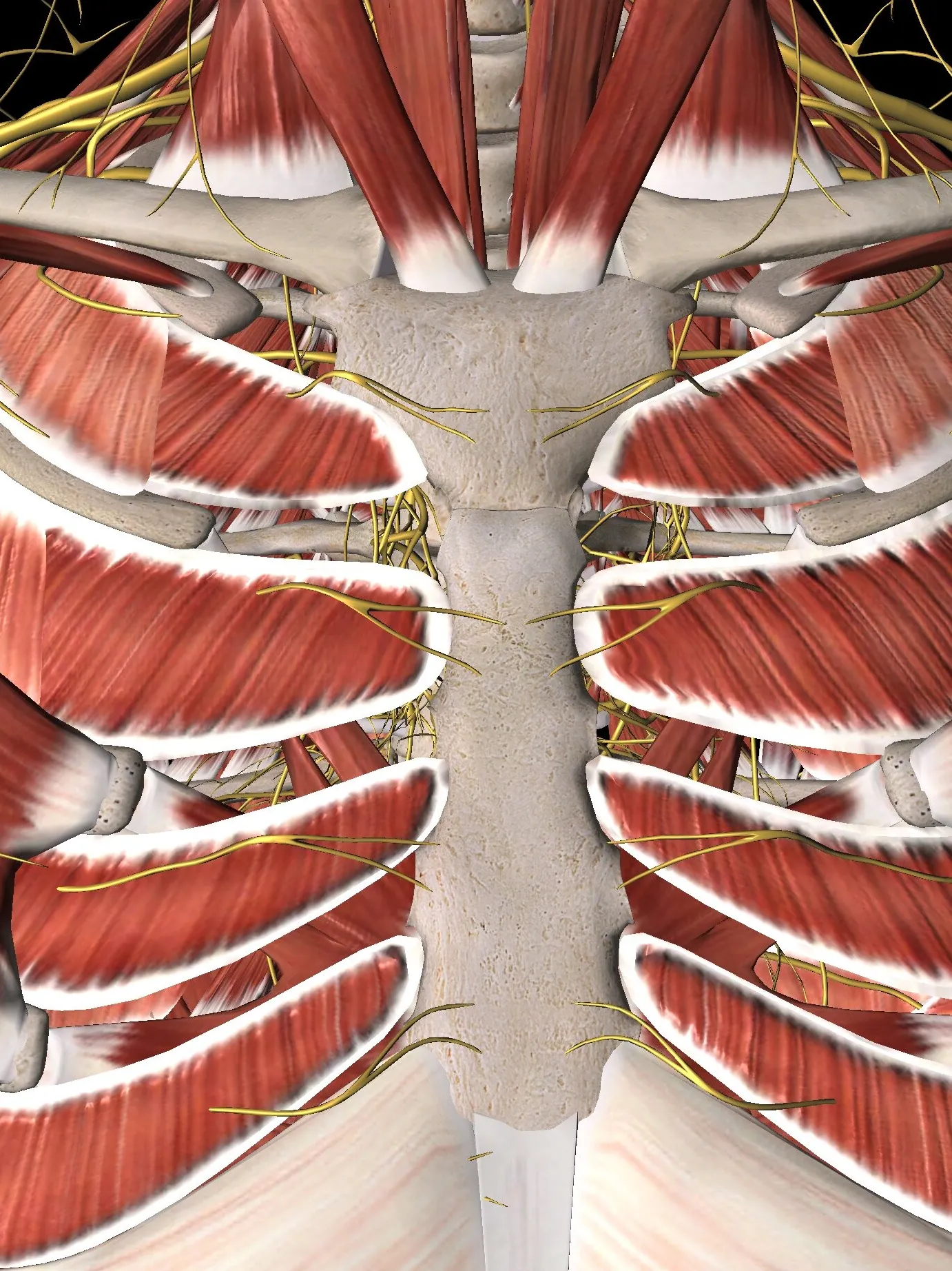 Neuralgia Intercostal que Afecta el Abdomen