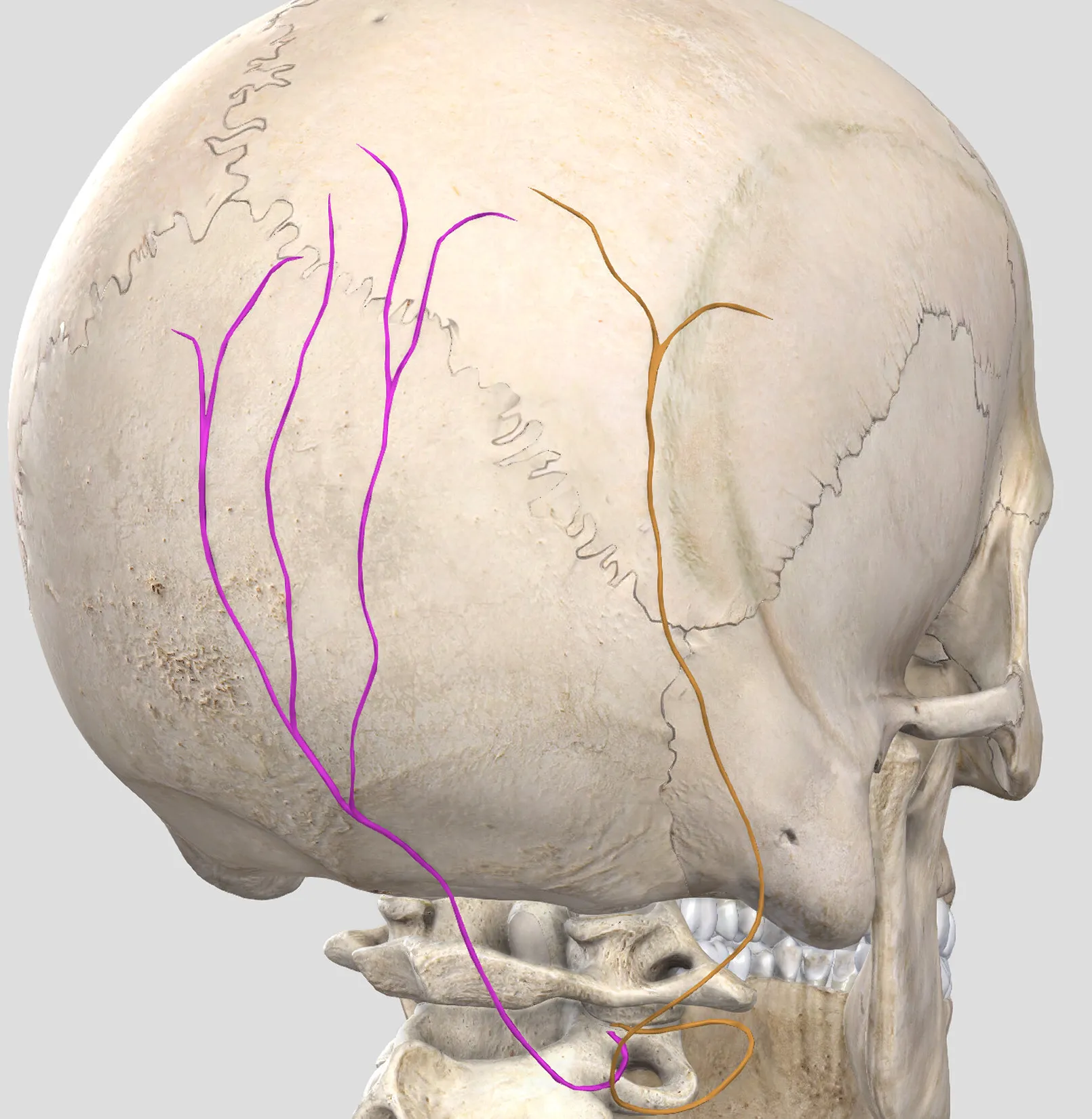 Neuralgia Occipital