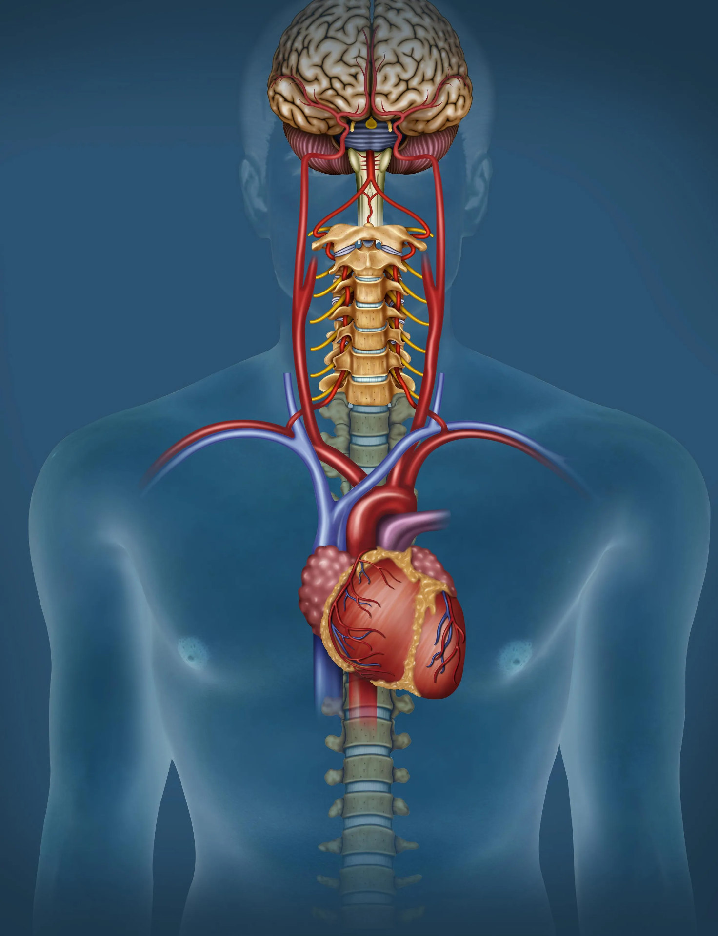 Entendiendo la Neuropatía Autonómica