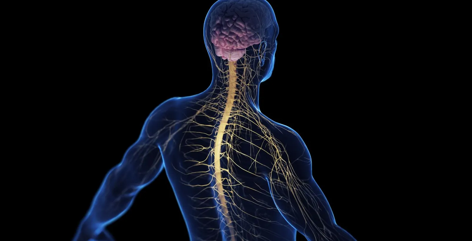 Neuropatía del Nervio Radial