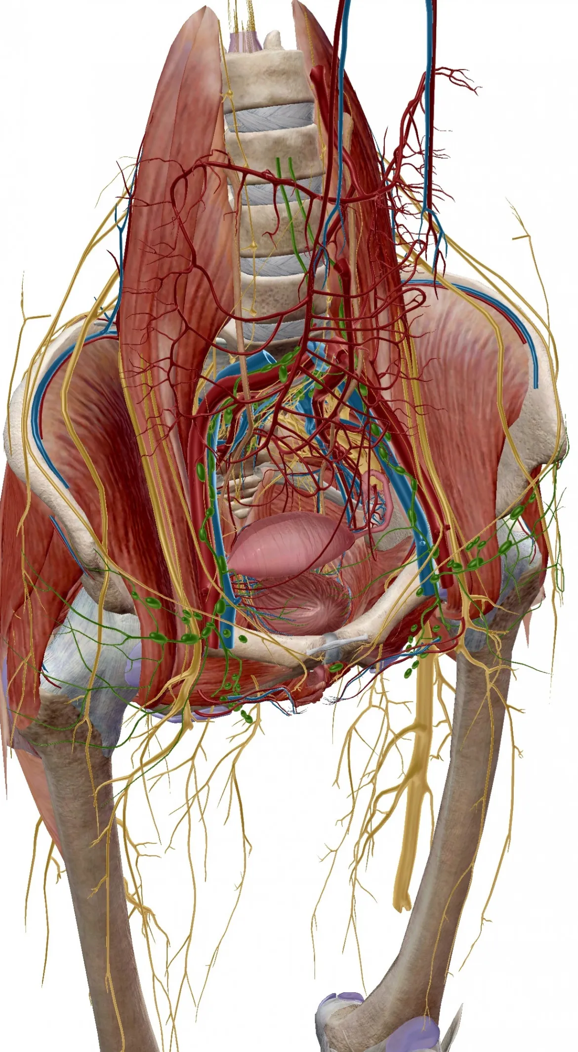 Síndrome de atrapamiento del nervio cutáneo lateral en la zona lumbar